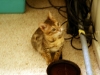 kitty1.jpg