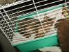 kitty4.jpg